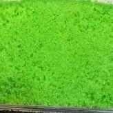 400g绿色鱼籽多春鱼籽【1B3上/2A5下-4A】 商品图1