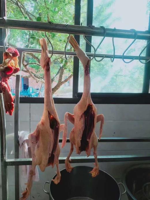 江山散养2年 老麻鸭 老水鸭 新鲜现杀现发  江浙沪包邮 商品图4