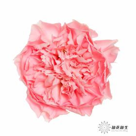 单头康乃馨 | 宝石粉