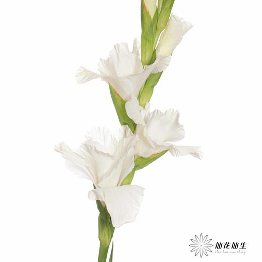 剑兰 | 白冠 商品图0