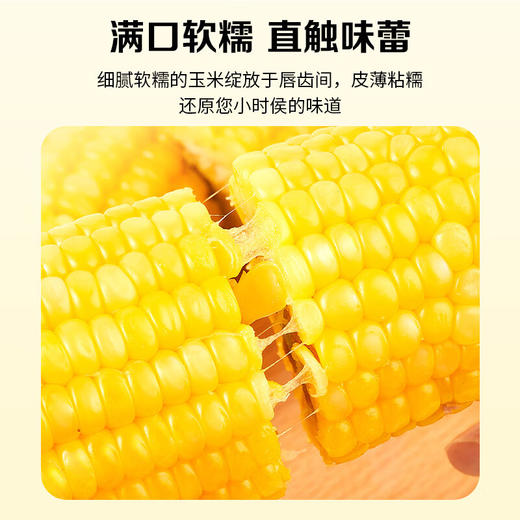 【黑龙江帮扶】北纬47度黄糯鲜玉米 200克＊10 商品图1