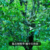 12月5日上午九点【两人团】【橡筋—滑竹梁子】2023年头春头采版纳之巅的神器集古树精华稀少且珍贵 商品缩略图7