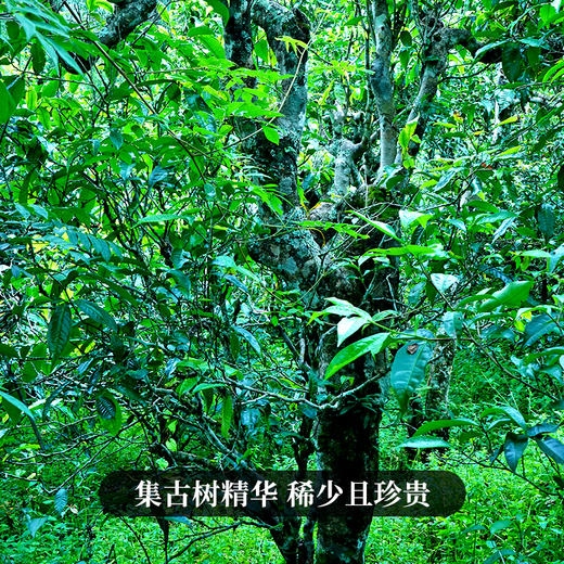 12月5日上午九点【两人团】【橡筋—滑竹梁子】2023年头春头采版纳之巅的神器集古树精华稀少且珍贵 商品图7