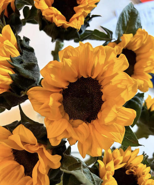 【入目无人/四下皆是你】向日葵（昆明版）5枝/扎 商品图7