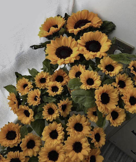 【入目无人/四下皆是你】向日葵（昆明版）5枝/扎 商品图0