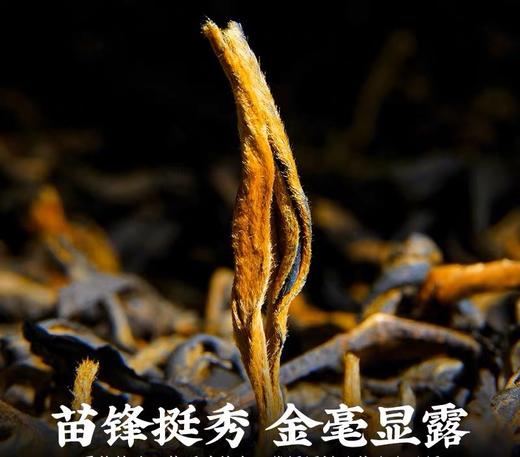 44      香归，一芽一叶，区别于单芽的单调，滋味更加饱满！一斤简装优质价优，值得复购！ 商品图0