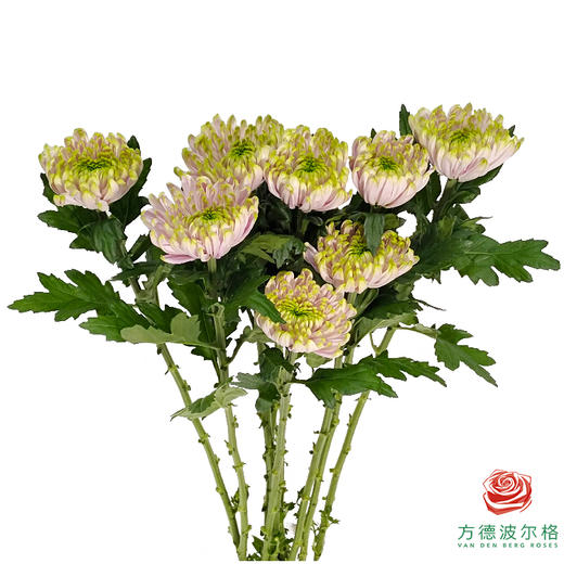 市场小菊-粉绿安娜 商品图0