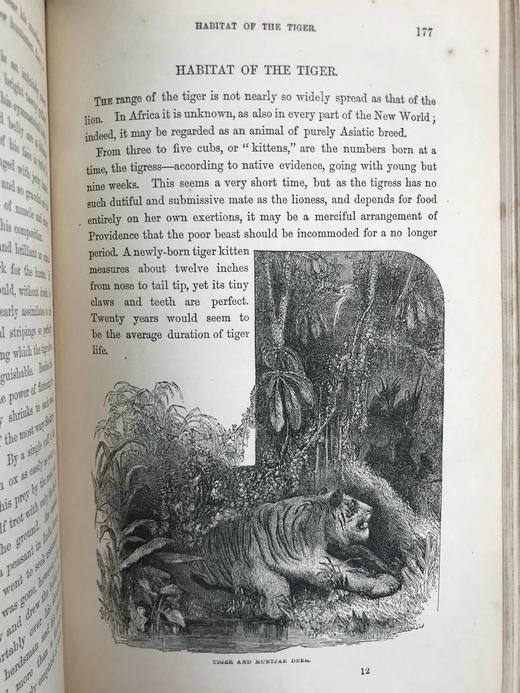 约19世纪后期 自然罗曼司 约百幅木版画插图 漆布精装大32开 商品图11