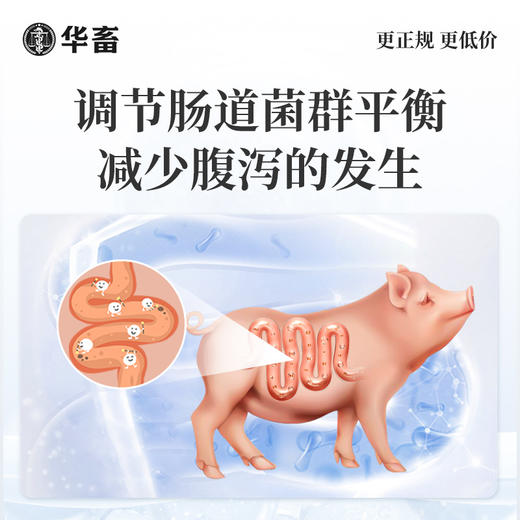华畜丁酸梭菌原液兽用鸡鸭鹅猪牛羊调节肠道益生菌诱食促长菌种 商品图2
