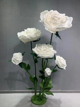 6头佳人玫瑰（运费自理）