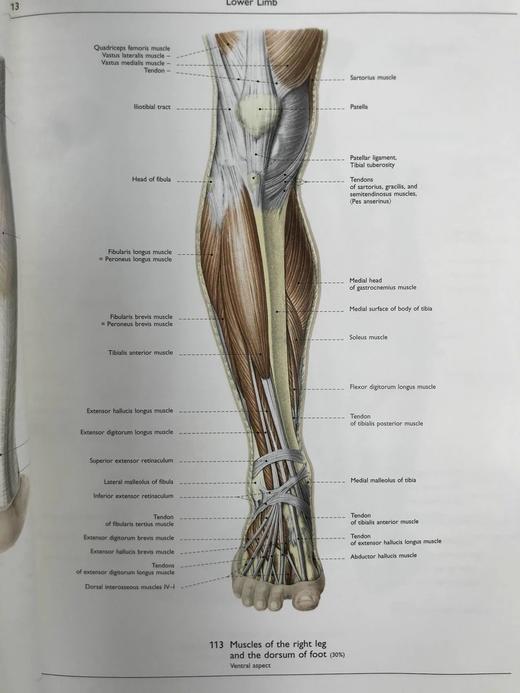 人体解剖图集 353幅彩色插图 精装大16开 商品图12
