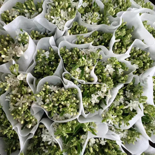 蓝星花.白色 商品图3