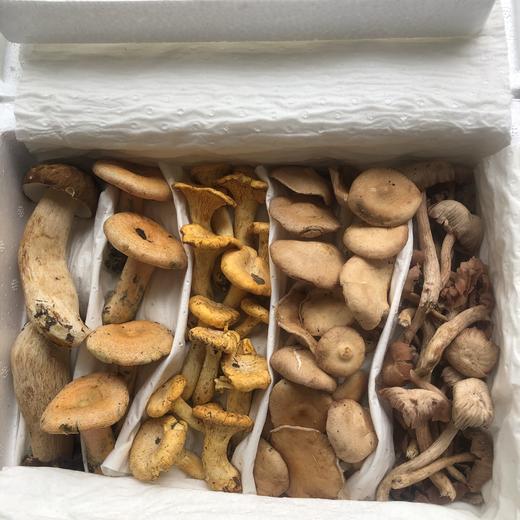 【云南新鲜菌菇 什锦混合菌】 营养丰富  吃法多样  多个规格可选 商品图4
