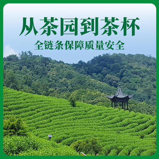 【包邮到家｜安吉白茶】明前特级白茶｜产自湖州安吉的核心保护区内优质茶园，原料来源有保障、可溯源！｜游离氨基酸总量7.8%，更鲜更柔！｜制作工艺入选非文化遗产代表作名录   如风生活特惠 商品图4