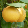圆黄梨 约1000g/份（香甜酥脆，水润多汁） 商品缩略图0