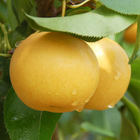 圆黄梨 约1000g/份（香甜酥脆，水润多汁）