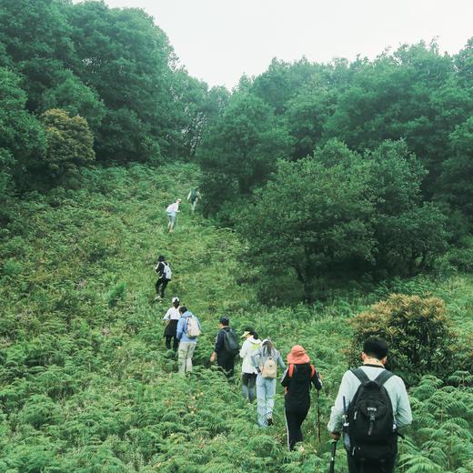 成人徒步 | 3.15周日寻甸凤龙山，草原徒步当日往返， 打卡高山草甸云端牧场，看昆明小新西兰！ 商品图6