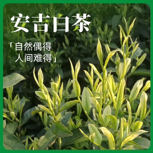 【包邮到家｜安吉白茶】明前特级白茶｜产自湖州安吉的核心保护区内优质茶园，原料来源有保障、可溯源！｜游离氨基酸总量7.8%，更鲜更柔！｜制作工艺入选非文化遗产代表作名录   如风生活特惠 商品图2