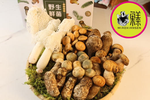 云南野生菌【山珍礼盒6种混搭】火锅宴🉑全国快递【包邮】（内含黄牛肝、鸡枞菌、白葱牛肝、青头菌、谷熟菌、鸡油菌、奶浆菌、竹荪等） 商品图0