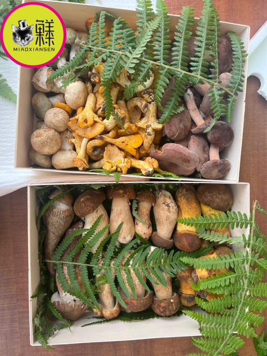 云南野生菌【山珍礼盒6种混搭】火锅宴🉑全国快递【包邮】（内含黄牛肝、鸡枞菌、白葱牛肝、青头菌、谷熟菌、鸡油菌、奶浆菌、竹荪等） 商品图2