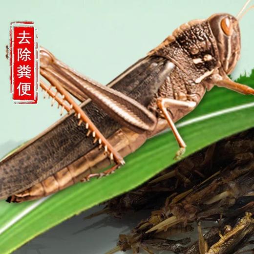 125g冬娜蚂蚱蝗虫蚱蜢草蜢半成品【2A4上-7C】 商品图0