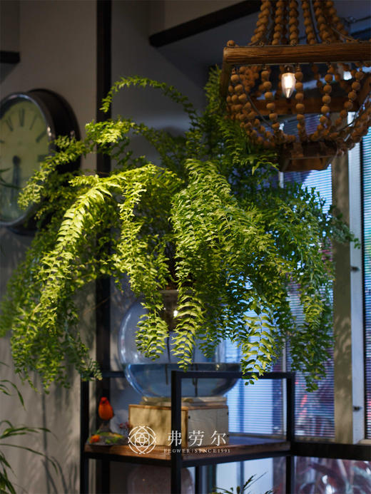 水培玻璃圆球鱼尾蕨 商品图0