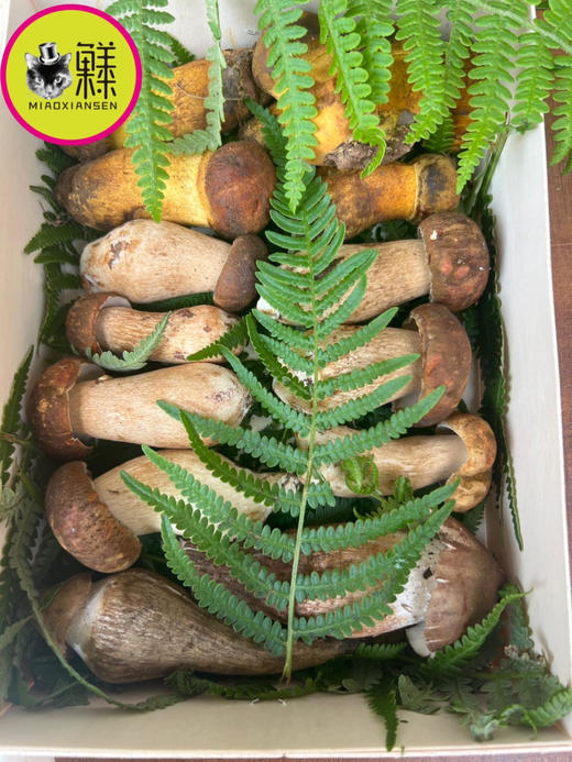 云南野生菌【山珍礼盒6种混搭】火锅宴🉑全国快递【包邮】（内含黄牛肝、鸡枞菌、白葱牛肝、青头菌、谷熟菌、鸡油菌、奶浆菌、竹荪等） 商品图1