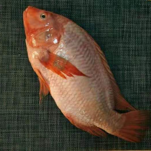 清水鲷鱼 山泉活水养殖98项兽药检测为零，无机砷等4项重金属未检出，无孔雀石绿、硝基呋喃 ，0ji素、0抗kang生素、0金属制剂添加，每周三发货