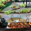 125g冬娜蚂蚱蝗虫蚱蜢草蜢半成品【2A4上-7C】 商品缩略图4