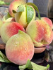 周五配送！云南红河产区，鹰嘴桃甜蜜如它，桃味浓浓，每年我们都差这么一口，才叫做有桃子的夏天😘，外型如老鹰头，心红红的，属于硬桃，别看它青，口感倍甜！特级果，3斤/份 商品缩略图2