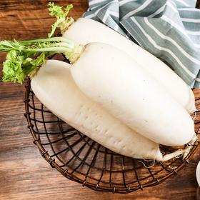 散称北山白萝卜