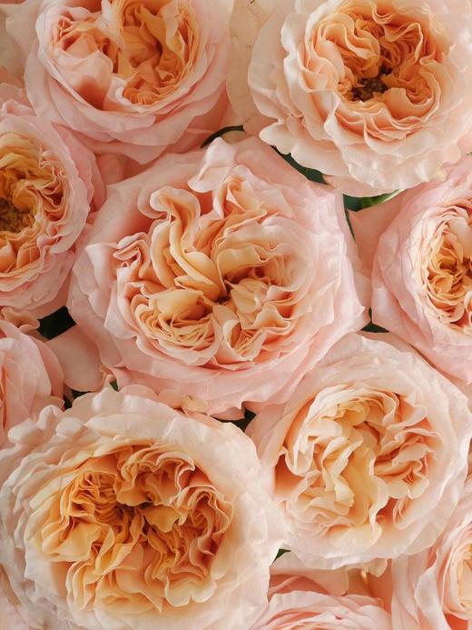 想象玫瑰【勇敢一点，你比自己想象得更好】简小姐精选奥斯汀玫瑰 想象10枝 2件包邮 下单72小时发出 商品图7