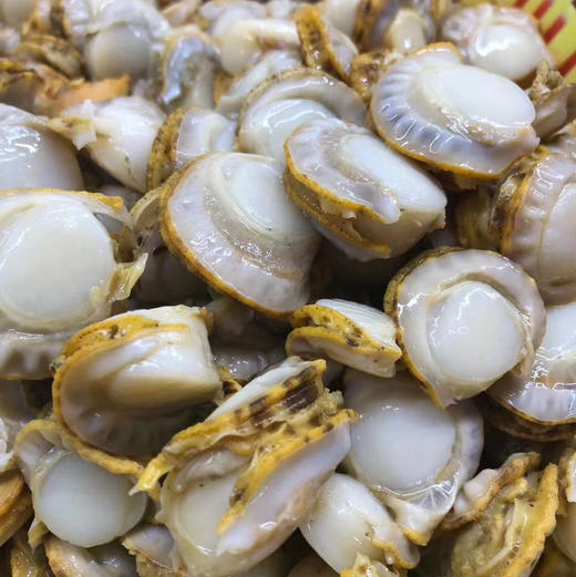 【下单后48小时发货】山东长岛红贝扇贝3斤装左右 商品图13