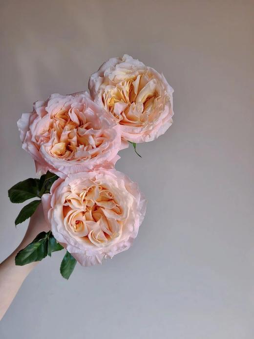 想象玫瑰【勇敢一点，你比自己想象得更好】简小姐精选奥斯汀玫瑰 想象10枝 2件包邮 下单72小时发出 商品图4