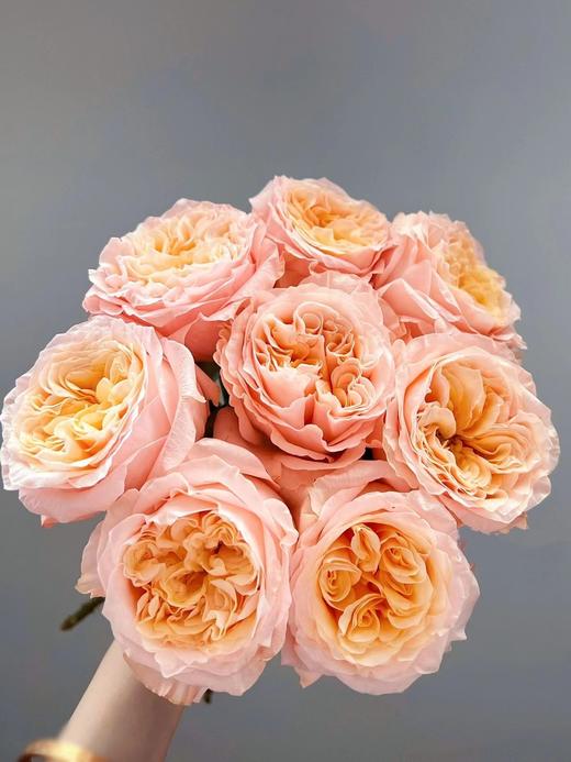 想象玫瑰【勇敢一点，你比自己想象得更好】简小姐精选奥斯汀玫瑰 想象10枝 2件包邮 下单72小时发出 商品图5