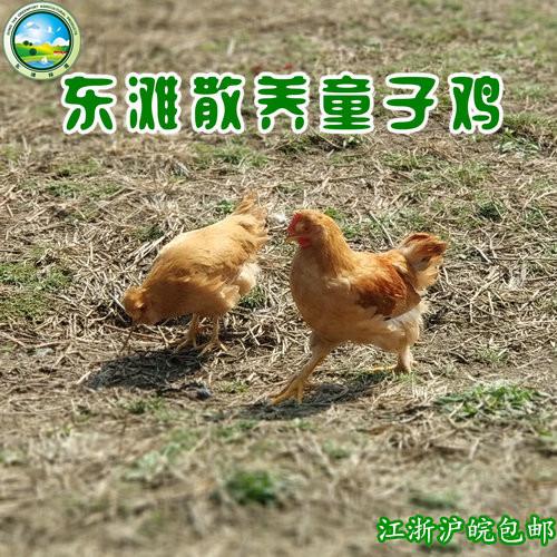 【东滩绿港】散养童子鸡 商品图0