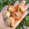 【下单后48小时发货】山东长岛红贝扇贝3斤装左右 商品缩略图12