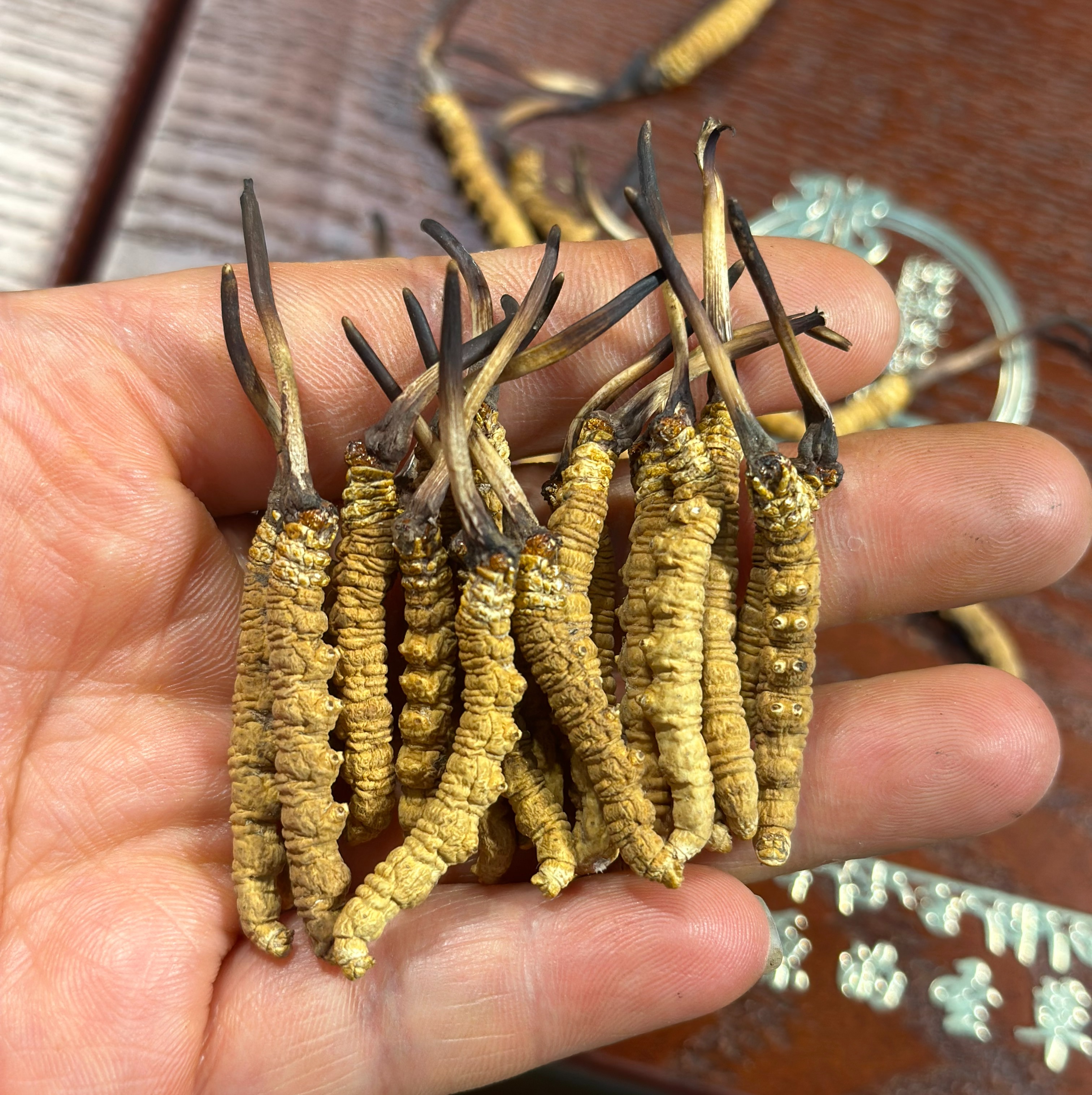 干冬虫夏草 | 那曲