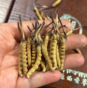 那曲干冬虫夏草