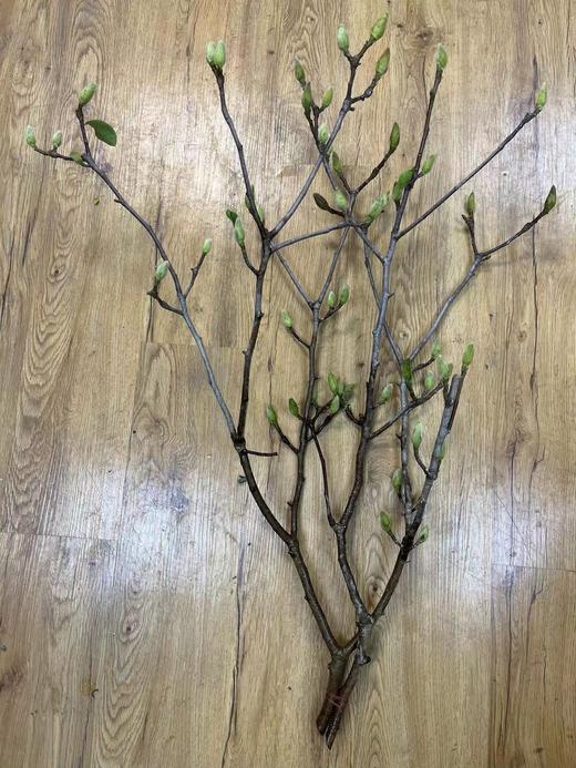 【真挚-的爱】玉兰枝  约2-3支/扎（经典摆设） 商品图1