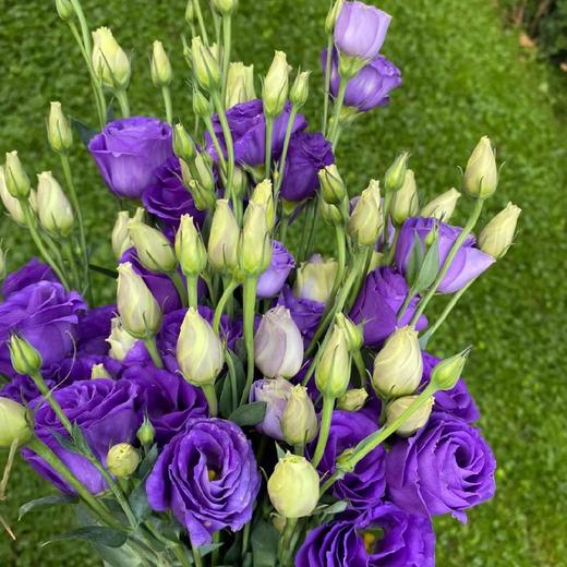 洋桔梗深紫 商品图0