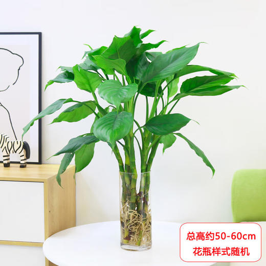 【网红新品】万年青水培盆栽-1盆6株万年青水培植物净化空气室内北欧风观叶耐阴好养绿植 商品图0