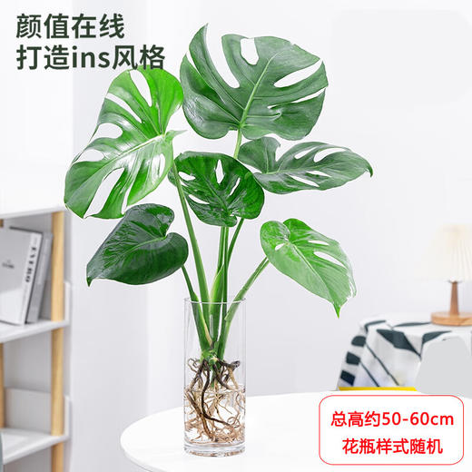 【网红新品】龟背竹水培盆栽-1盆水培植物老桩大叶龟背竹净化空气室内北欧风观叶绿植耐阴好养植物 商品图0