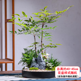 南天竹盆栽-1盆微景观南天竺绿植中式盆景室内好养绿植物客厅办公室茶几生日礼物商务公司送礼