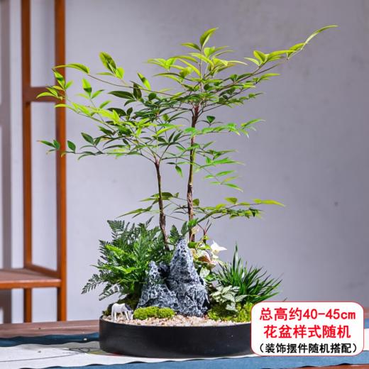 南天竹盆栽-1盆微景观南天竺绿植中式盆景室内好养绿植物客厅办公室茶几生日礼物商务公司送礼 商品图0