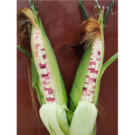 农场自产有机玉米（商）400G