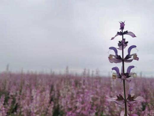紫苏花盘扣胸针○芳意旗袍○芳意旗袍 商品图1
