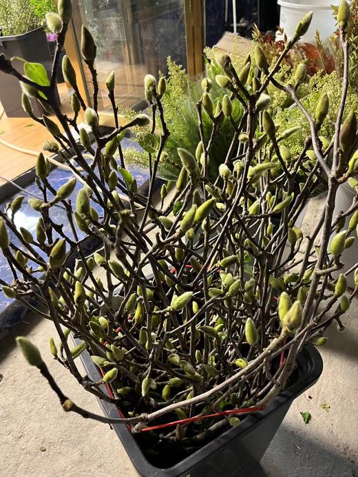 【真挚-的爱】玉兰枝  约2-3支/扎（经典摆设） 商品图2