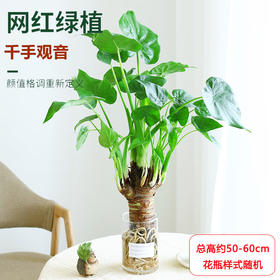 【网红新品】千手滴水观音水培盆栽-1盆水培植物净化空气室内北欧风观叶耐阴好养绿植