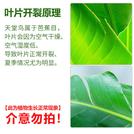 3盆植物组合-天堂鸟鸿运当头飞羽竹芋组合公司办公室商场别墅大型绿植盆栽摆放送货上门 商品图2